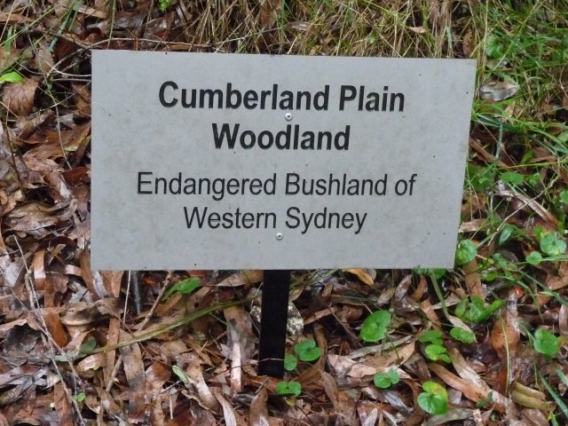 Cumberland Plain Bushland, Australian Botanic Gardens, Mt Annan